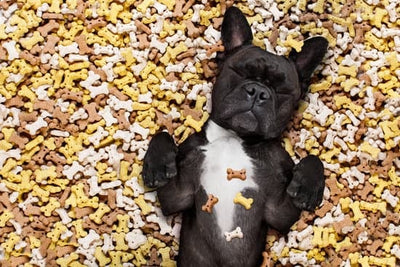 Dog laying in a bed of dog treats