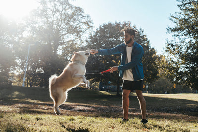 Train Smarter: How Healthy Treats Keep Your Dog Focused and Motivated