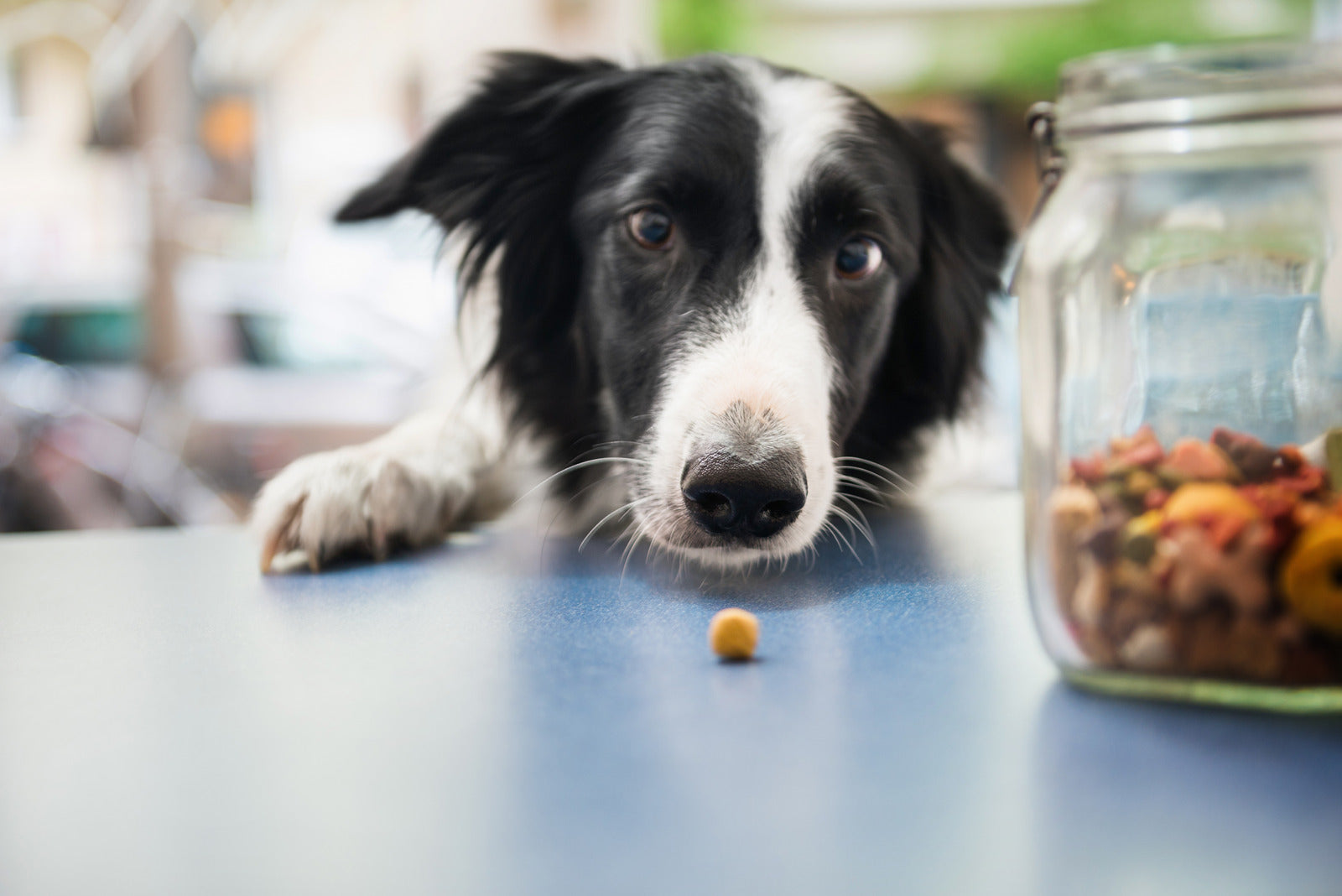 Which Treats Are Safe for Diabetic Dogs?