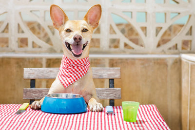 Single Ingredient Dog Treats: The Simplest Way to Spoil Your Pup