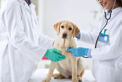 Are Your Training Treats Making Your Dog Sick?