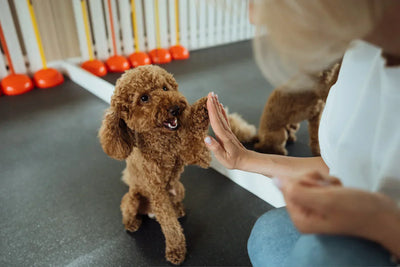 Rewards with Benefits: The Right Way to Treat Your Dog’s Health