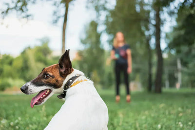 Training Treats 101: Keeping Your Dog Motivated and Well-Trained with All-Natural Treats