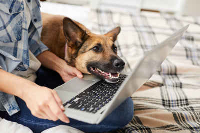 Understanding How to Read and Decipher Dog Treat Labels