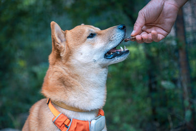 Homemade Dog Treat Recipes Using Duck and Chicken: Easy and Nutritious Recipes for Your Dog!