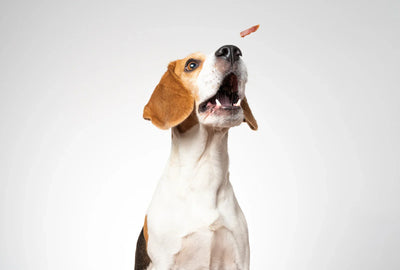 The Clean Canine Diet: Why Healthy Dog Treats Matter More Than You Think