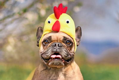 Homemade Dog Treat Recipes Using Duck and Chicken