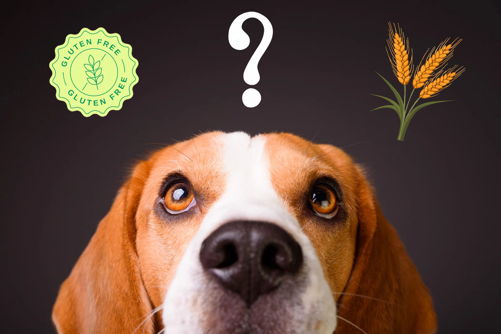 Gluten-Free Dog Treats: Just a Trend or a Necessity for Your Pet?