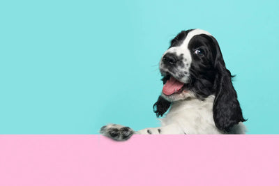 Clean Eating for Dogs: The Secret to Healthier, Happier Pups