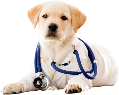 The Science Behind Our Treats: Nutritional Benefits Explained by Hubert Pet