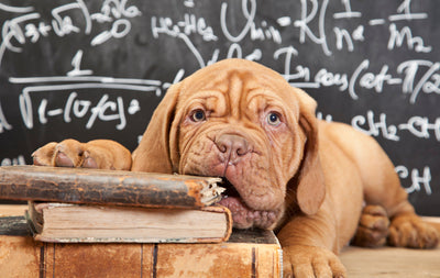 Rawhide Twists for Dogs: A Safe Alternative Healthy Dog Treat