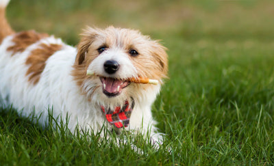 The Ultimate Guide to Gourmet Dog Treats: How to Treat Your Dog Like Royalty