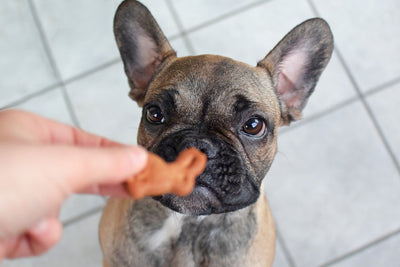 The Art of Tail-Wagging Treats: Matching Snacks to Your Dog's Tastes