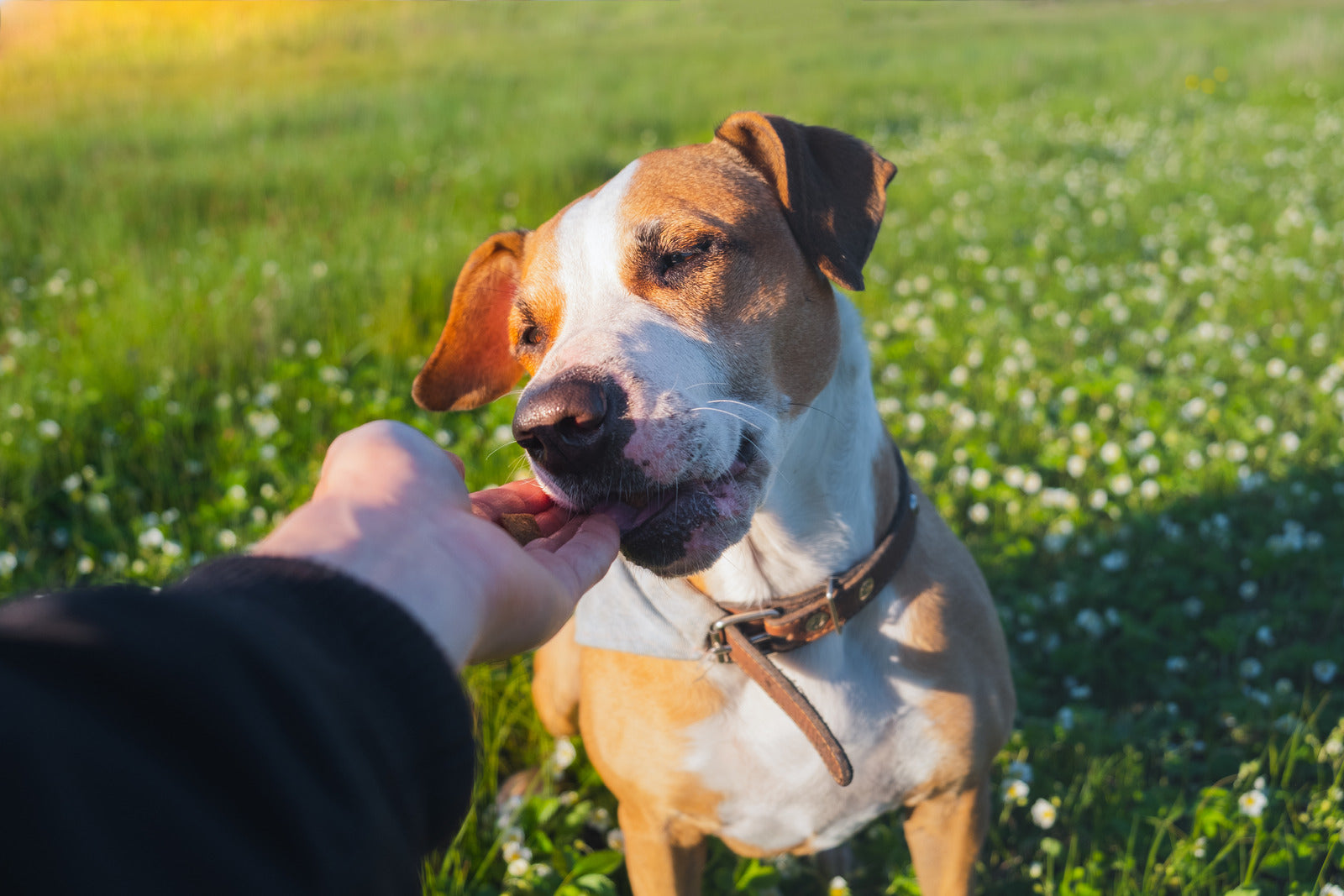 Should You Choose Rawhide-Free Treats for Your Dog?