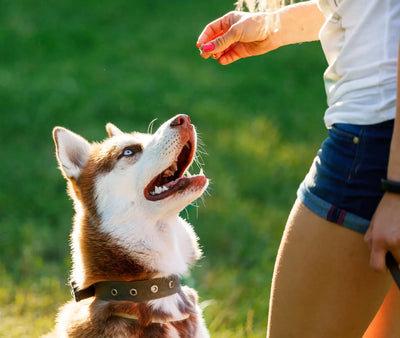 Why All-Natural Dog Treats Are the Ultimate Training Tool for Long-Term Success