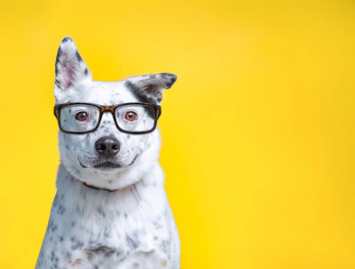 The Psychology of Treats: Why Dogs Behave Better with Healthy Rewards