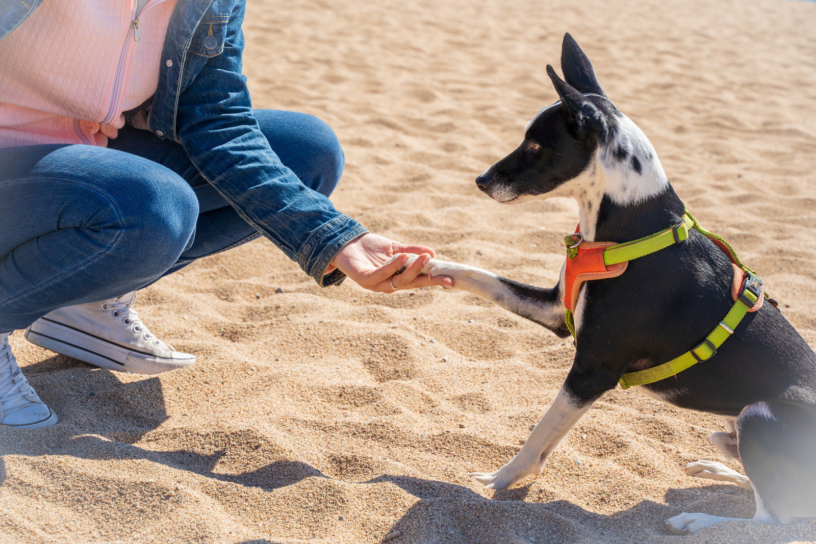 Strengthening Your Dog's Health Through Reward-Based Training