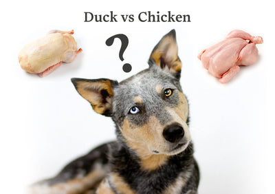 Duck vs. Chicken: Which Protein Offers the Best Nutrition for Your Dog?