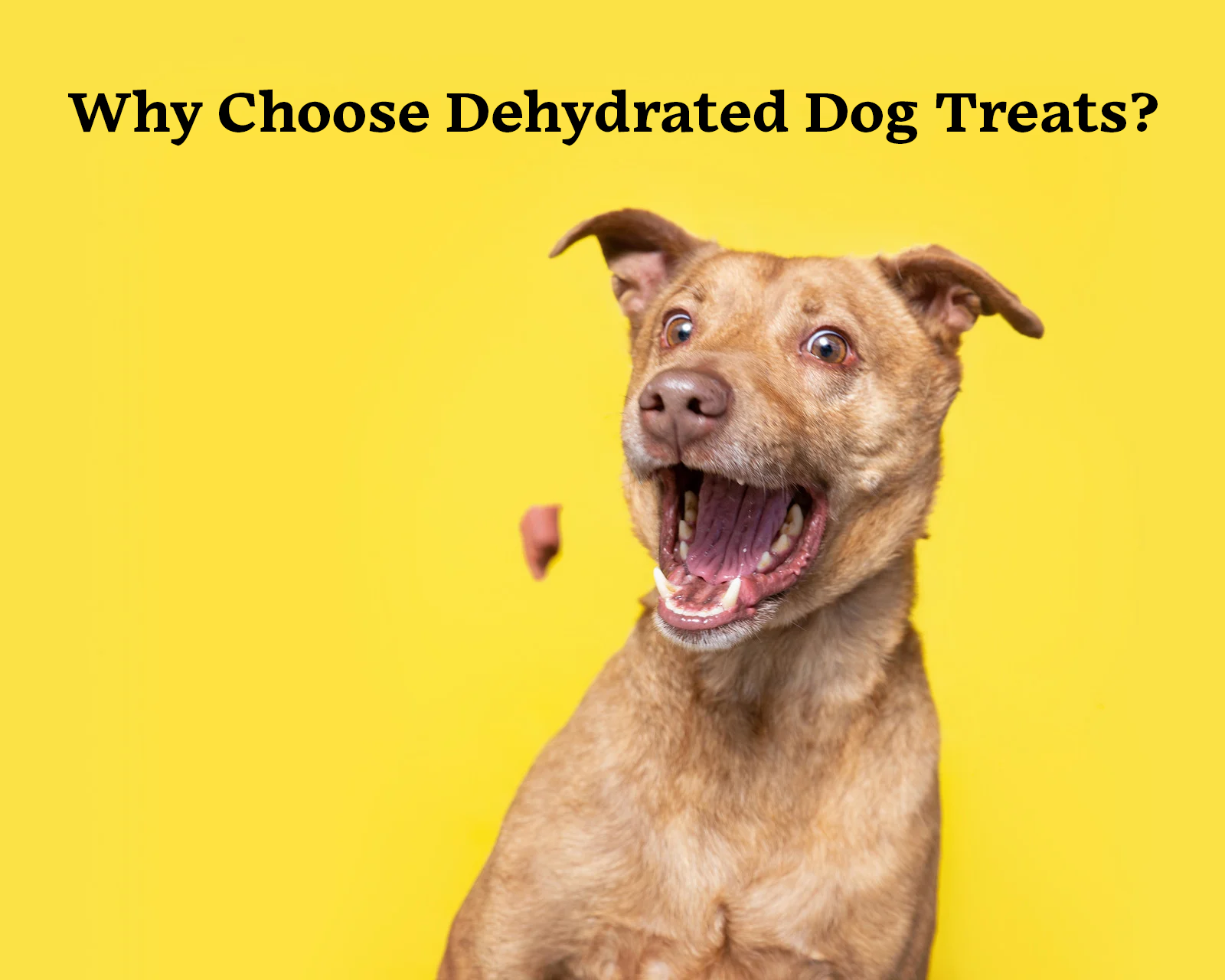 How Dehydrated Dog Treats Are Revolutionizing Pet Nutrition
