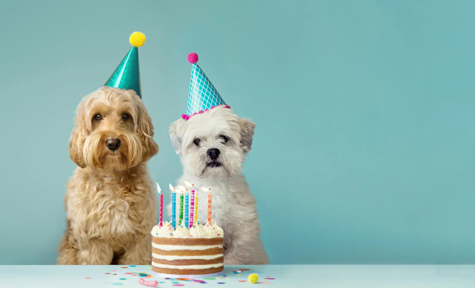 The Perfect Dog Birthday Treats – Hubert Pet