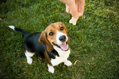 The Role of Treats in Dog Training by Hubert Pet