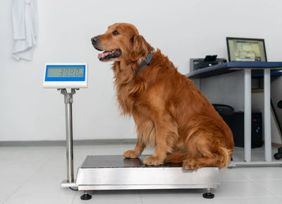 Managing Your Dog’s Weight During Training: Why Low-Fat Natural Treats Are Key