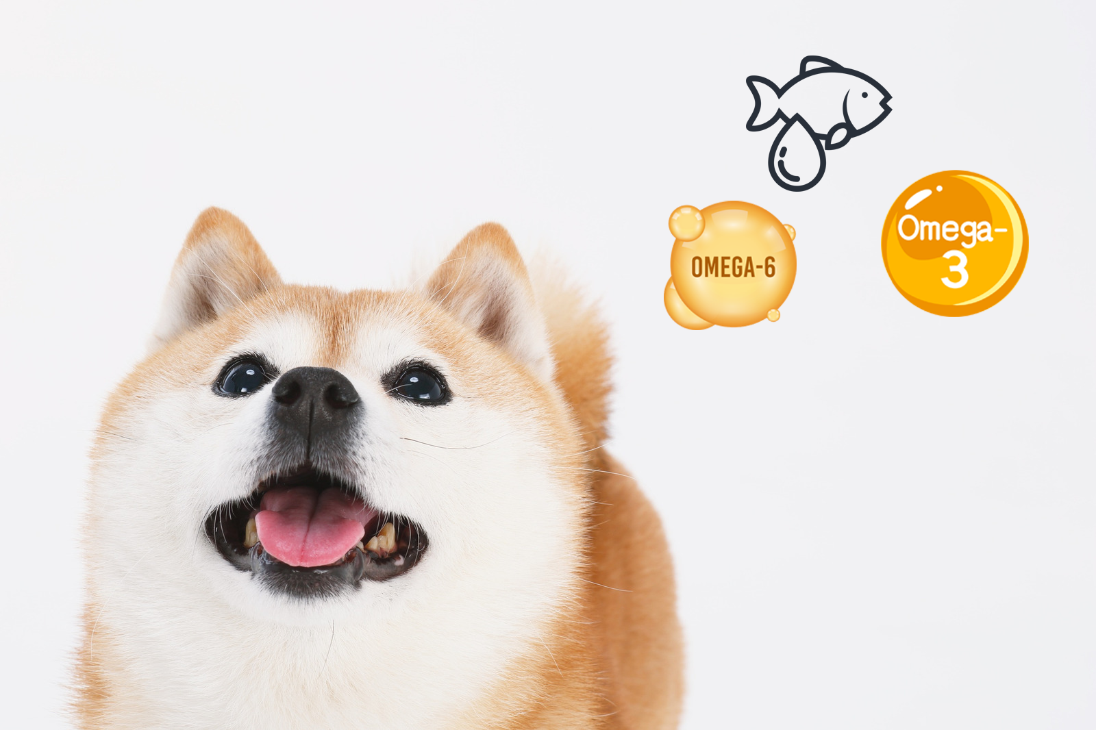 Why Cod & Salmon Skin Treats Are the Ultimate Single Ingredient, Natural Treats for Dogs with Sensitive Stomachs