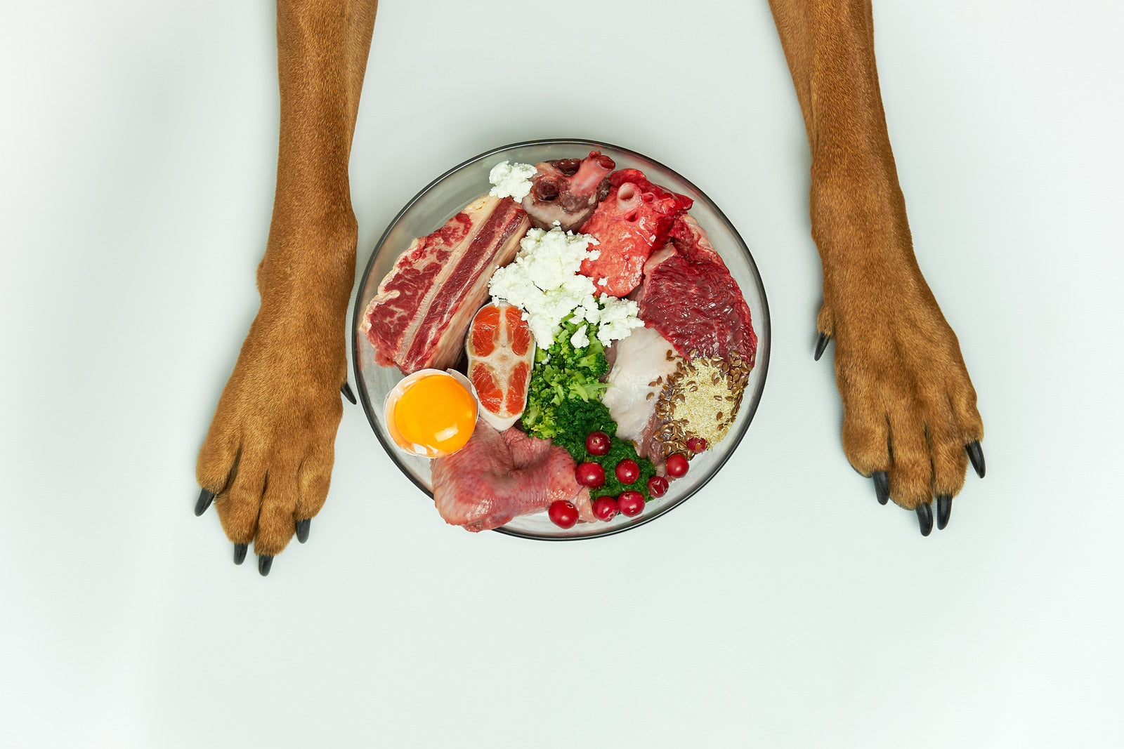 How to Transition Your Dog to a Healthier Diet