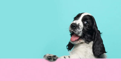 Clean Eating for Dogs: The Secret to Healthier, Happier Pups