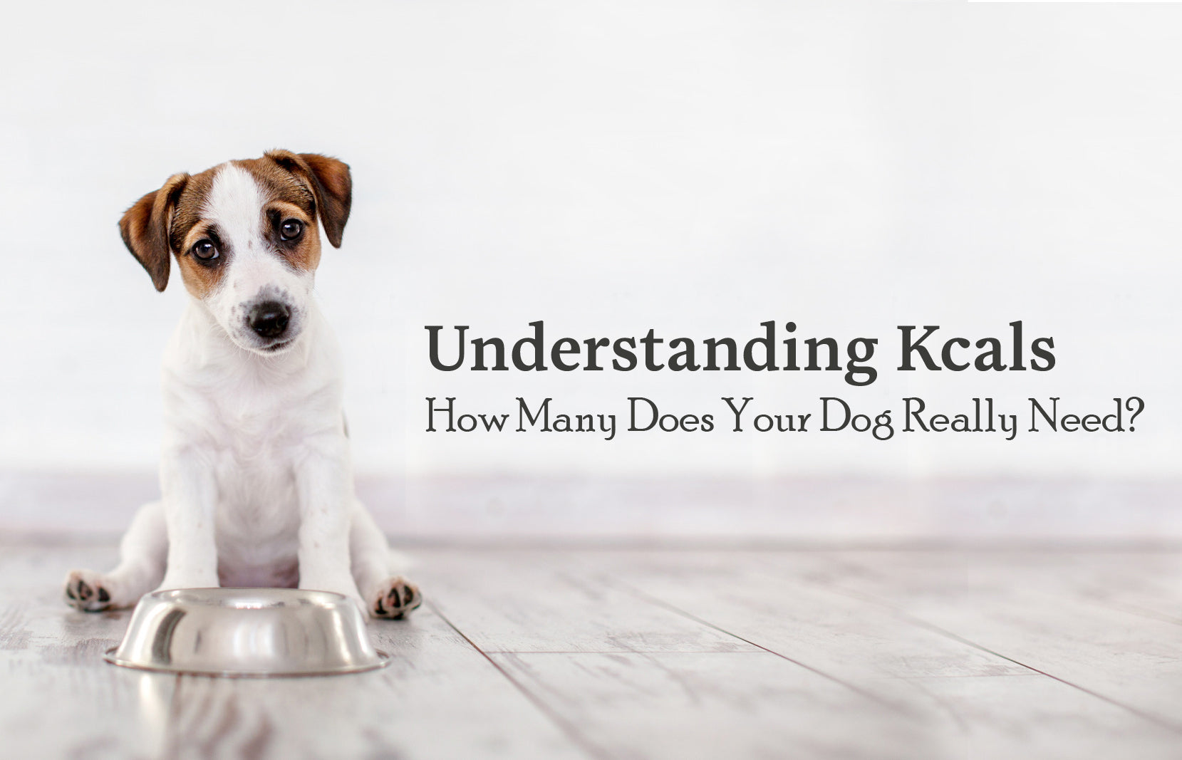 Understanding Kcals in Dog Food: A Comprehensive 2024 Guide for Pet Parents