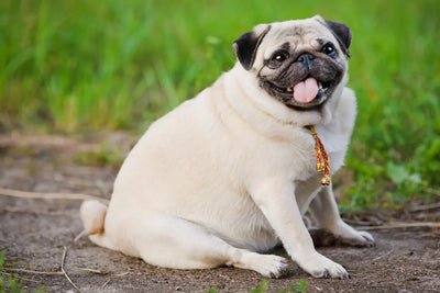 Low-Fat Treats for Overweight Dogs: Healthy Rewards for Weight Loss Goals