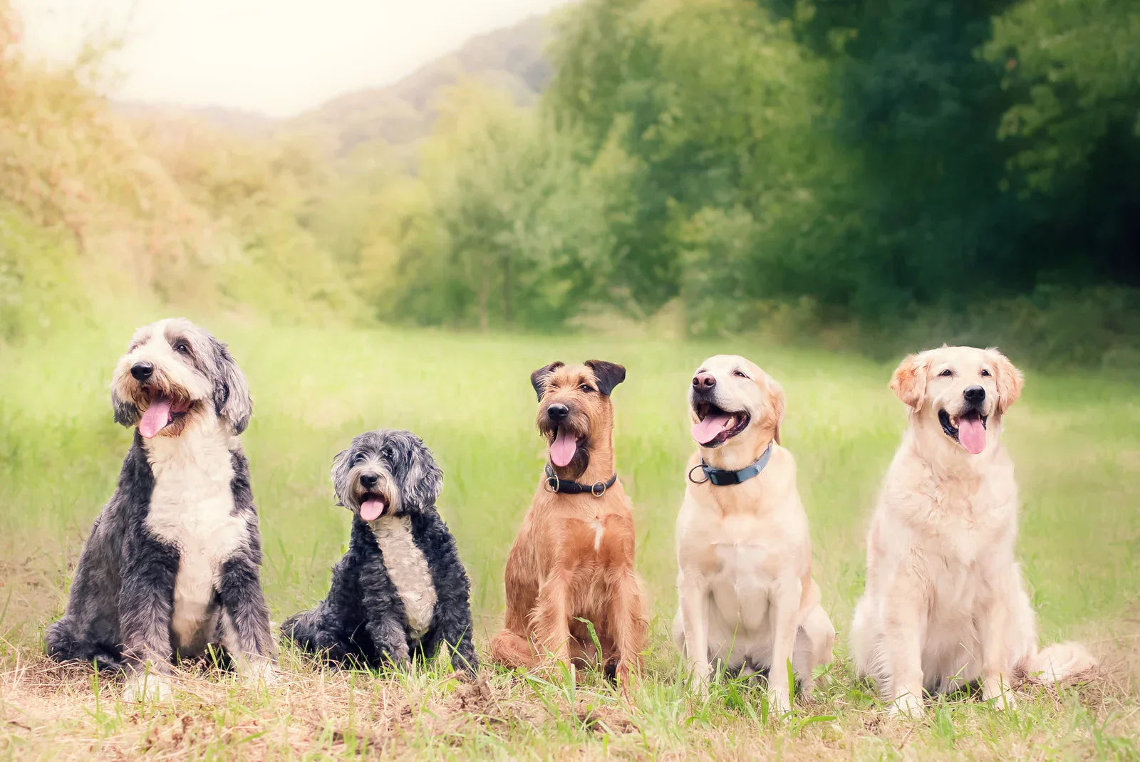The Canine Diet Revolution: Why All-Natural Dog Treats are Getting Popular