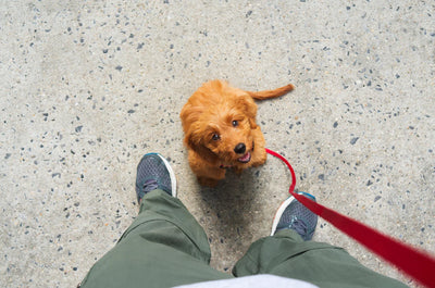Using All-Natural Dog Treats to Train Your Puppy: Tips for Positive Reinforcement