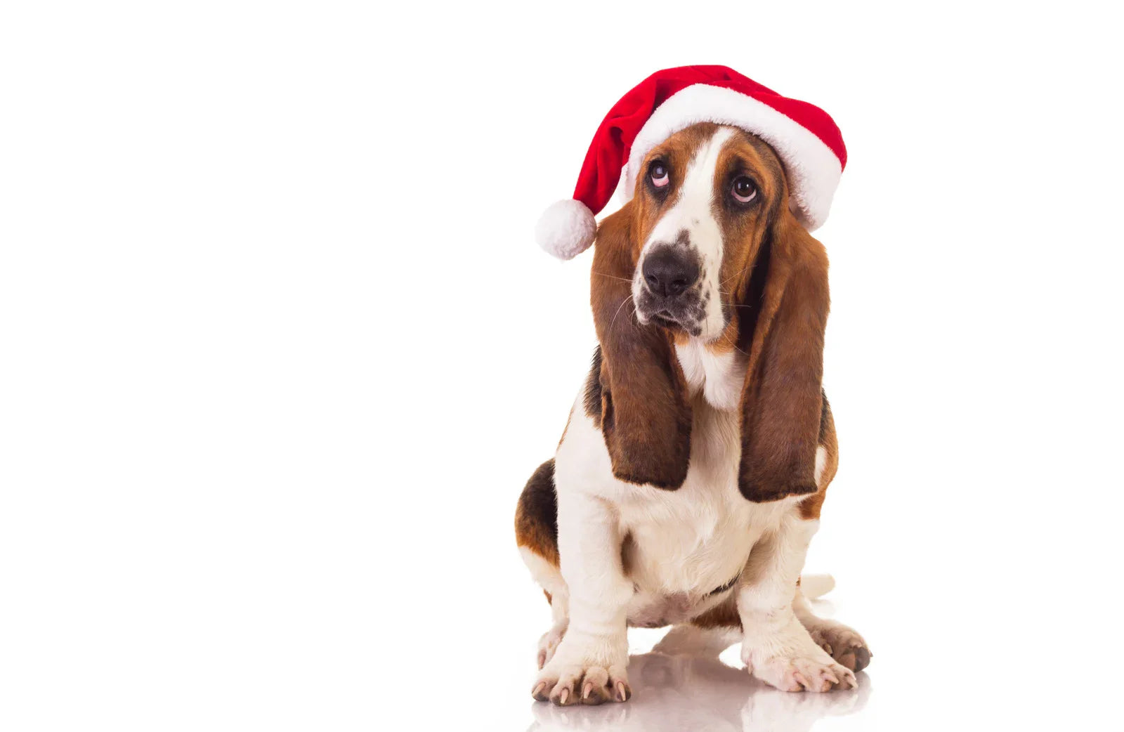 Seasonal Treat Ideas for Your Dog by Hubert Pet