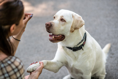 Why Single Ingredient Dog Treats Are Better for Your Pet