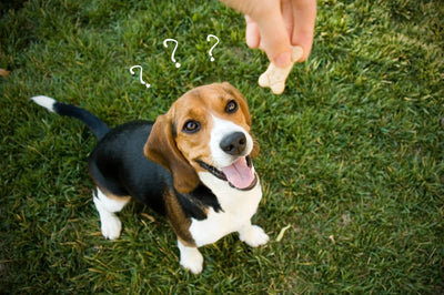 The Shocking Truth About What’s in Your Dog’s Treats: Why All-Natural is the Safer Choice
