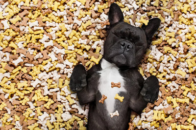 How Many Treats Are Too Many? Understanding Portion Sizes for Dogs